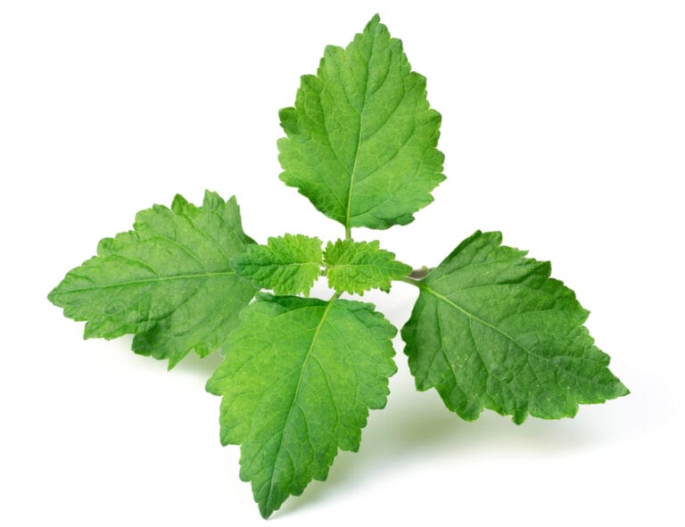 Patchouli Leaves and Their Uses